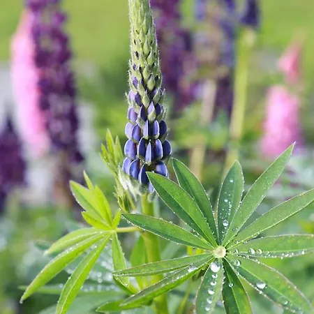 Bettmerhof 3* Bettmeralp