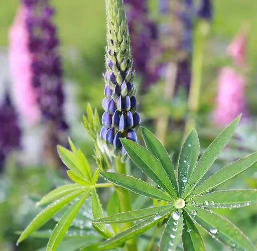 Bettmerhof 3* Bettmeralp